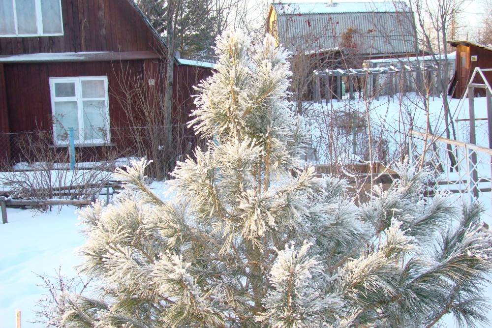 ​Минувшая ночь в Пермском крае стала самой холодной с начала века