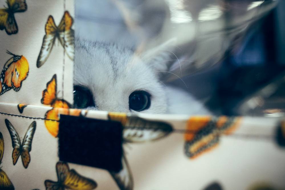 ​Пермский приют для кошек «Матроскин» продает подвальное помещение в «Доме грузчика»