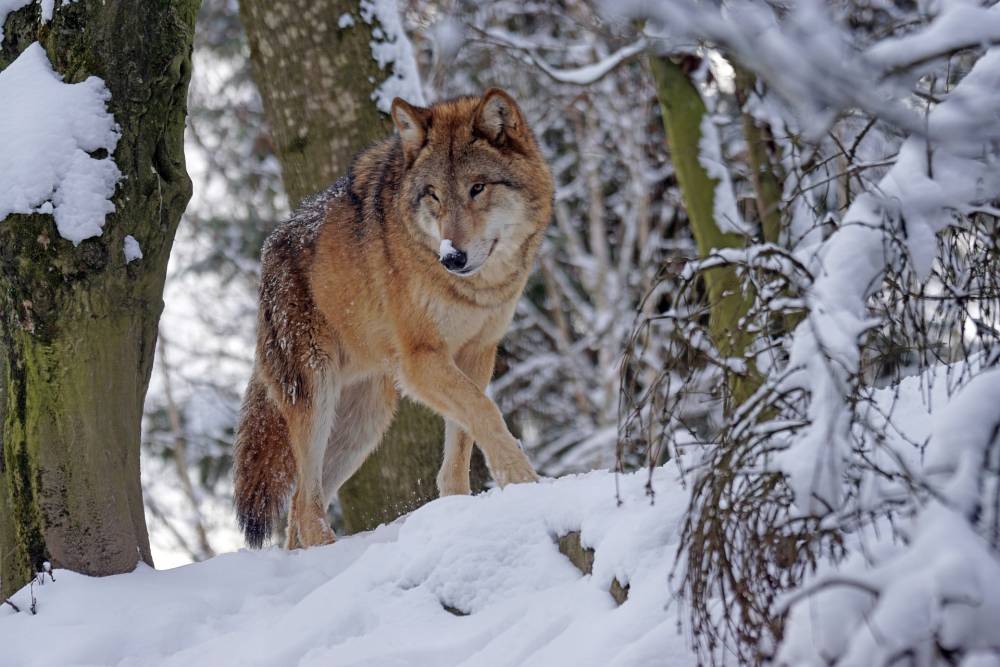 ​В Прикамье массово начнут отстреливать волков 