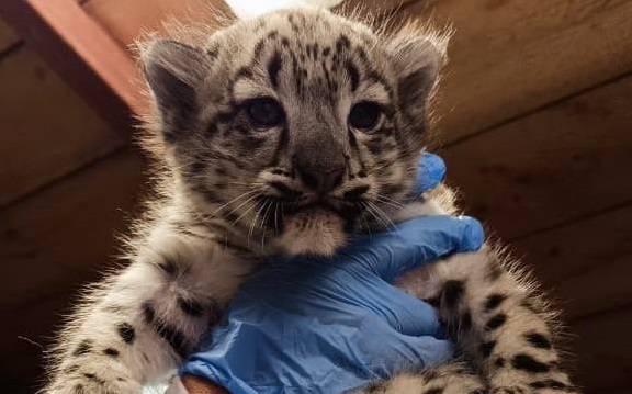 ​В Пермском зоопарке родились котята снежного барса, занесенного в Красную книгу 
